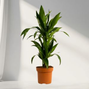 dracaena fragrans – indoor air purifying plant