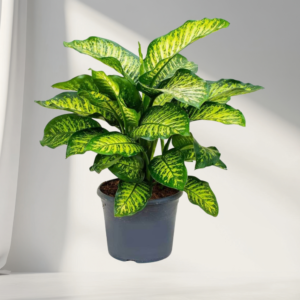 dieffenbachia (dumb cane) – decorative indoor plant