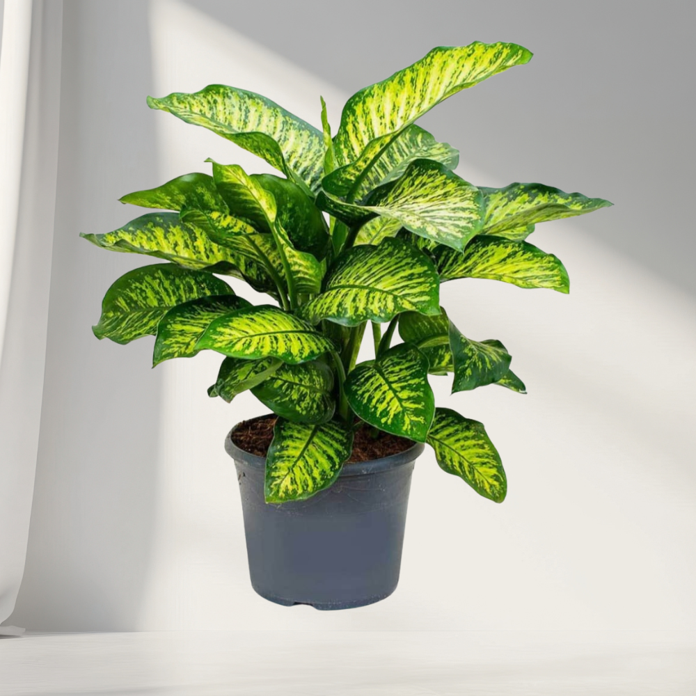 dieffenbachia (dumb cane) – decorative indoor plant dieffenbachia (dumb cane) – decorative indoor plant