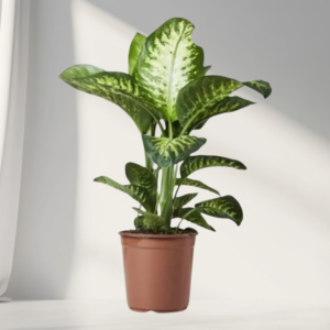 dieffenbachia – elegant variegated indoor plant