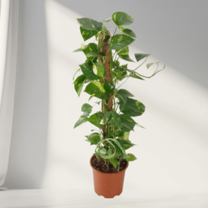 money plant (golden pothos) – climbing indoor plant