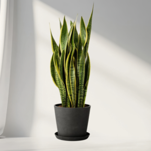 snake plant (sansevieria) – low maintenance indoor plant