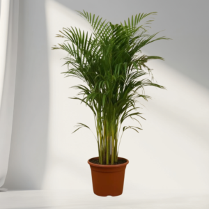 areca palm – lush air purifying indoor palm