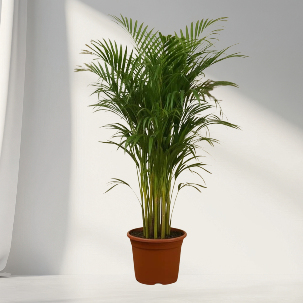 areca palm – lush air purifying indoor palm areca palm – lush air purifying indoor palm