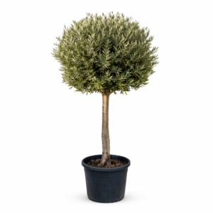 olive tree topiary – mediterranean outdoor plant