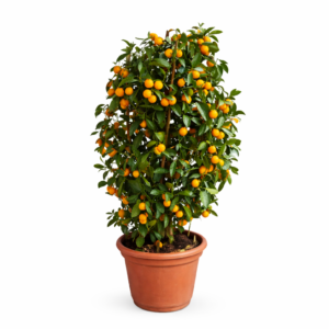 kumquat plant – fruit bearing citrus shrub