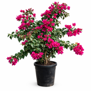 pink bougainvillea – flowering outdoor plant