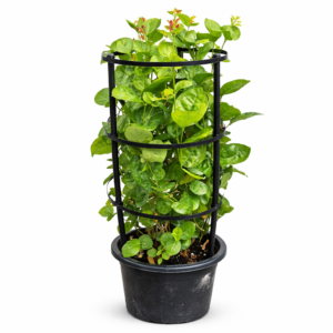 arabian jasmine (mogra) – fragrant flowering climber