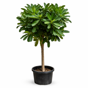 frangipani (plumeria) – fragrant flowering tree