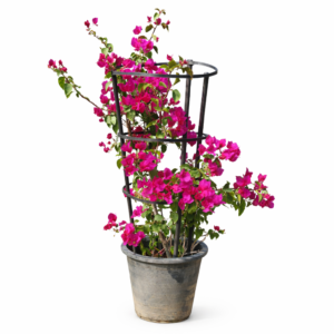 pink bougainvillea climber – flowering outdoor plant