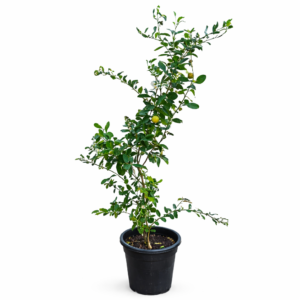 lemon plant – fruit bearing outdoor citrus plant