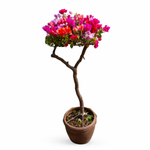 bougainvillea topiary – multicolor flowering tree