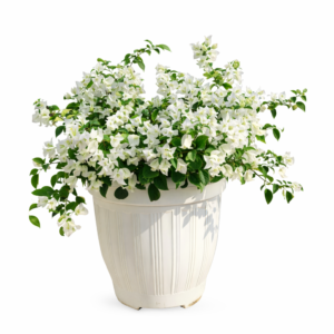 white bougainvillea – flowering outdoor & balcony plant