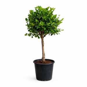 ficus microcarpa (topiary) – elegant tree