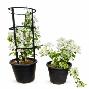 bougainvillea (white variety)