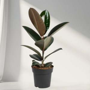 rubber plant | ficus elastica ‘robusta’