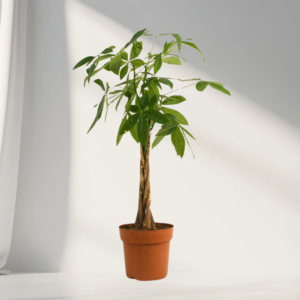 money tree (pachira aquatica) – lucky indoor plant