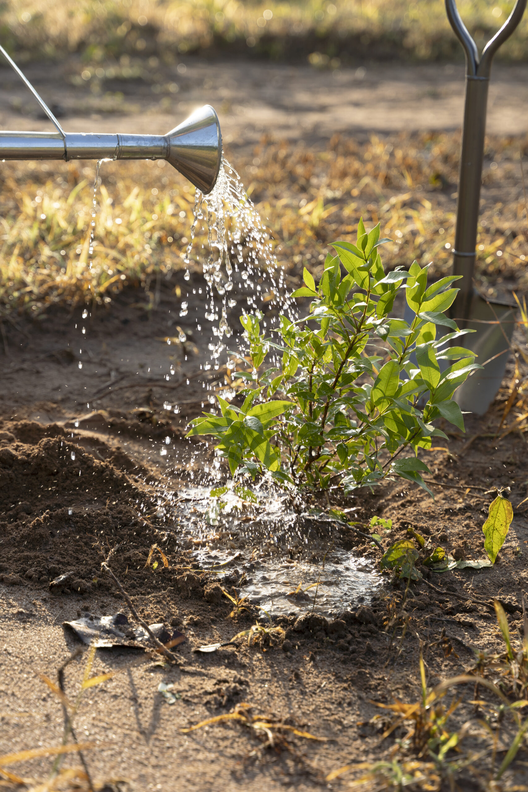 person watering plant