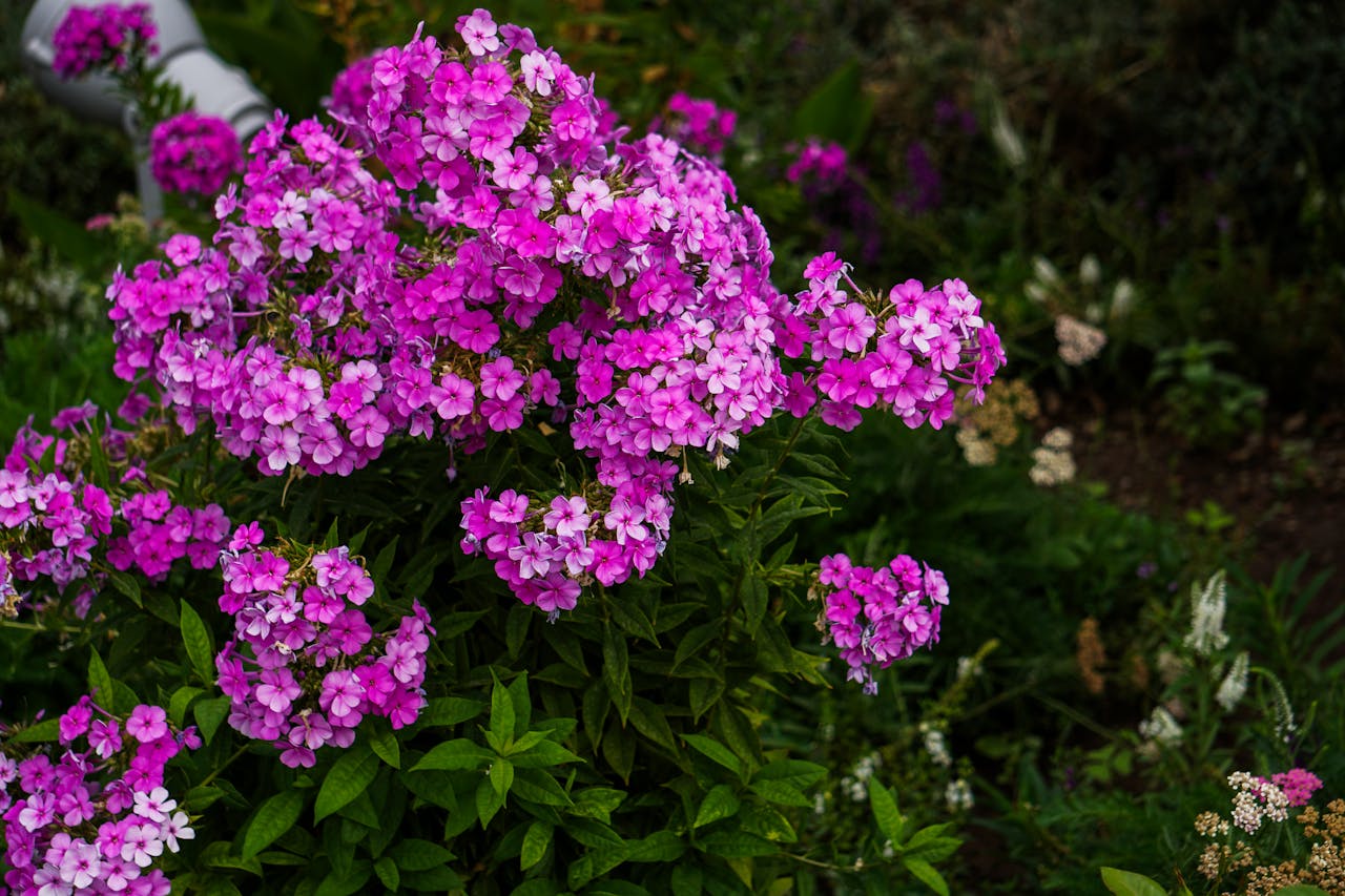 pexels photo 35644286.jpeg