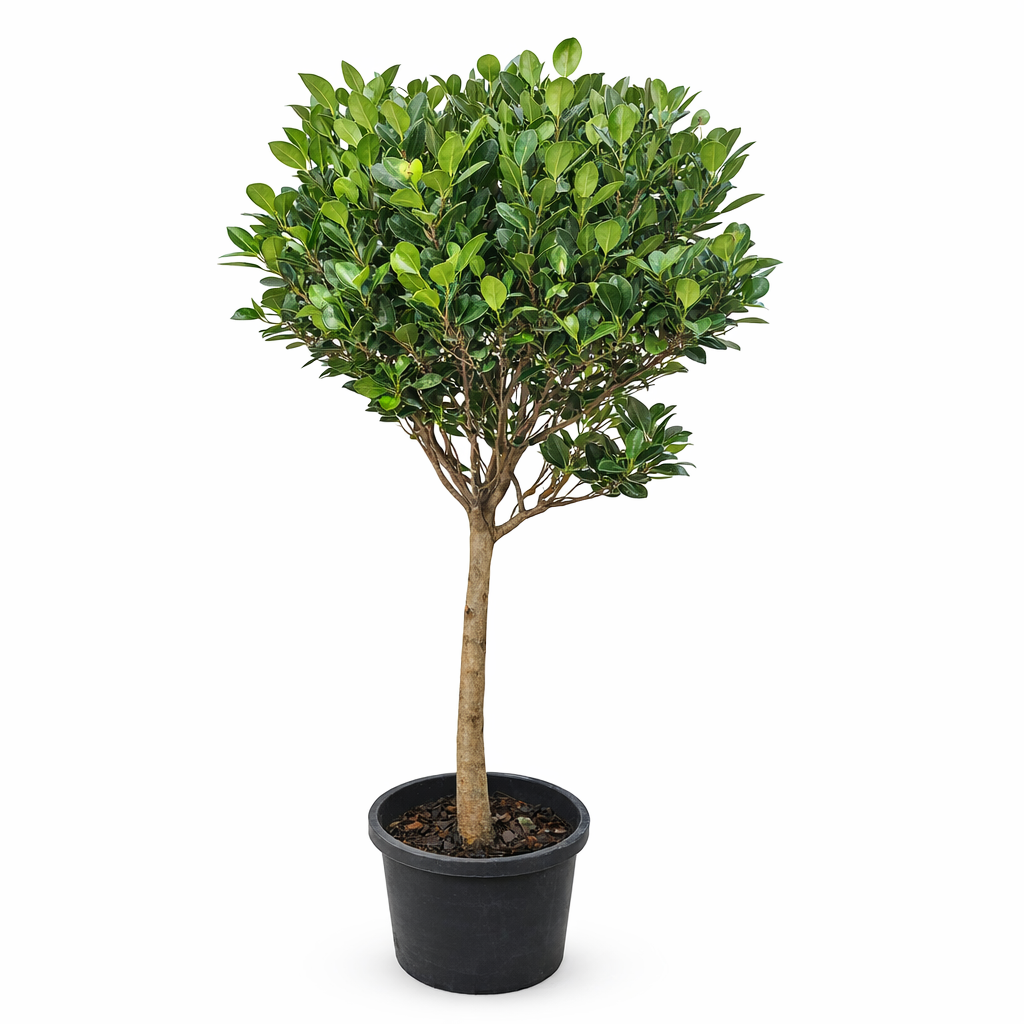 ficus microcarpa “green island” – evergreen ornamental tree ficus microcarpa “green island” – evergreen ornamental tree