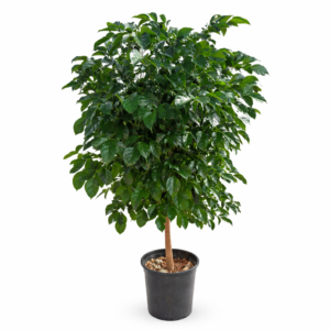 china doll, ficus benjamina – evergreen indoor & outdoor plant