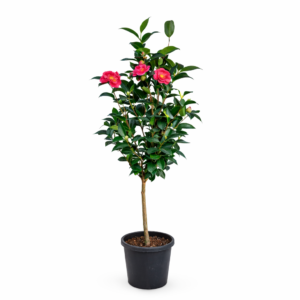 camellia japonica – evergreen flowering plant
