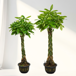 pachira aquatica (money tree) – lucky indoor plant
