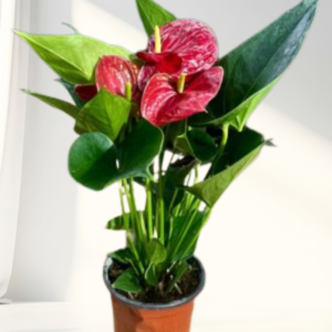 flamingo flower anthurium – elegant flowering indoor plant